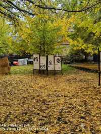 🍁 Late Summer-Autumn Dreams in Tengchong — Golden Leaves, Quiet Roads