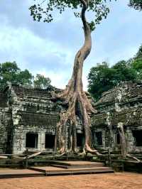 Whispers of the Jungle: The Magic of Ta Prohm Temple
