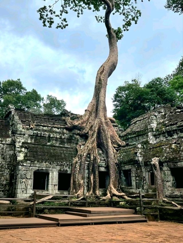 Whispers of the Jungle: The Magic of Ta Prohm Temple