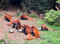 “Panda Paradise: Chengdu’s Living Conservation Garden”