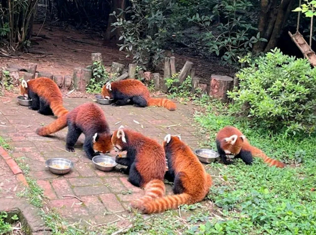 “Panda Paradise: Chengdu’s Living Conservation Garden”