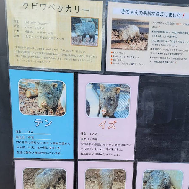 【埼玉/大宮🇯🇵】本当に無料でいいんですか…？！大宮公園小動物園