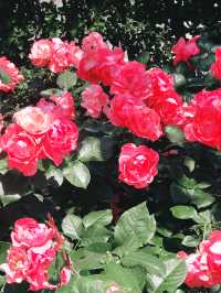 🌹横浜元町の薔薇から上瀬谷の花博へ：アメリカ山公園と未来のガーデン旅