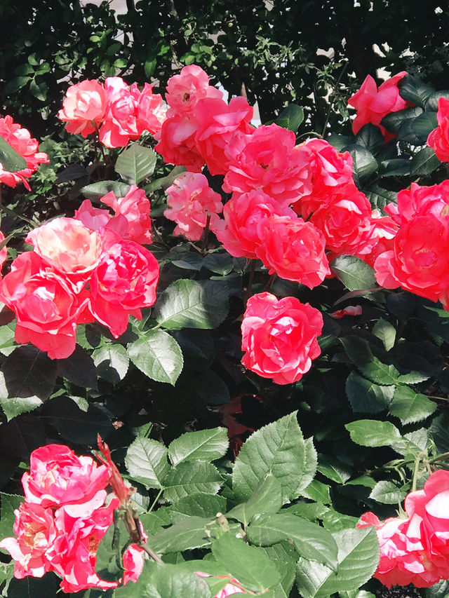 🌹横浜元町の薔薇から上瀬谷の花博へ：アメリカ山公園と未来のガーデン旅