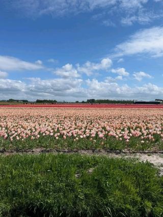 A Colorful Journey Through the Tulip Experience in Amsterdam