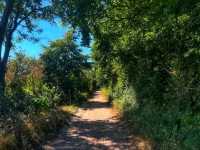 🌿 Barton Hills National Nature Reserve – A Wild Beauty of the Chilterns 🌿