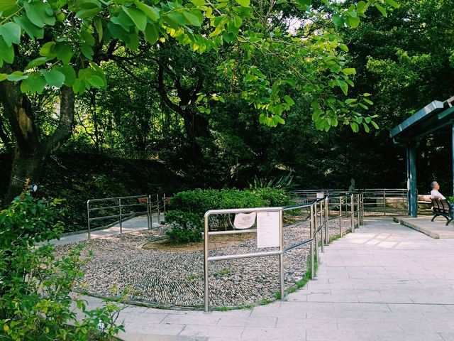 夏天的青衣公園 夏天的青衣公園