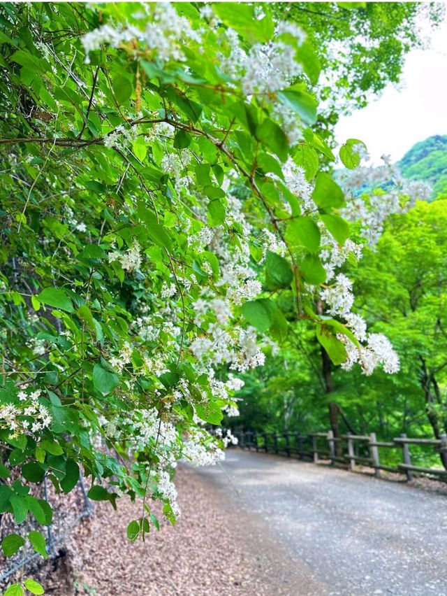 Okutama & Okutama Lake