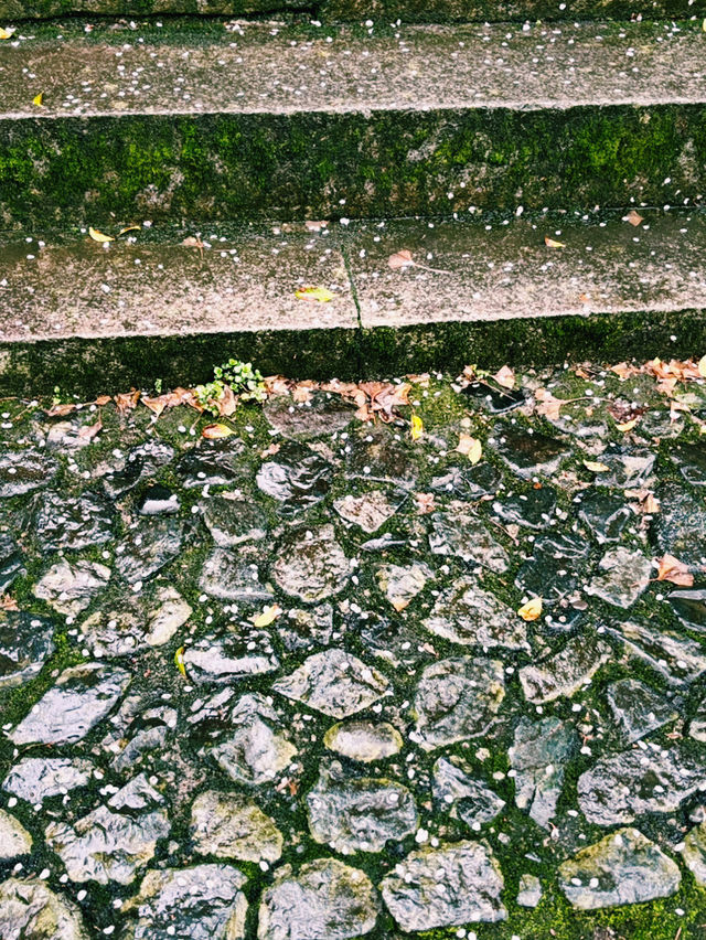 宇奈月神社：靈氣與雨水的聖地 ⛩️🌧️
