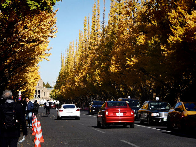 Meiji Jingu Gaien จุดชมใบไม้เปลี่ยนสีโตเกียว 🍂