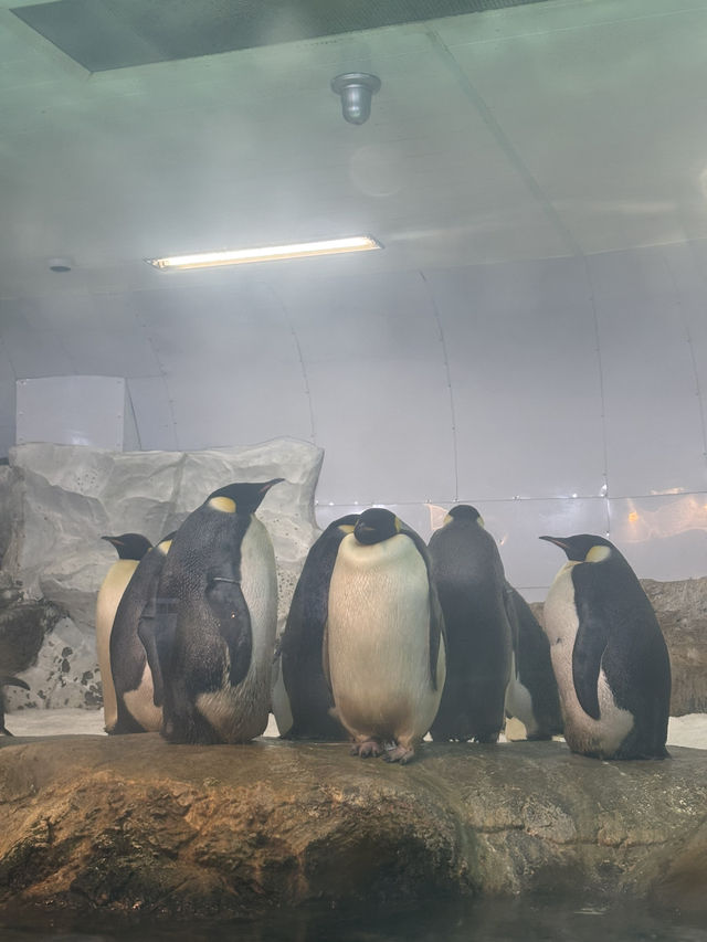 🌴 Wakayama Trip Review – Fun Pass Worth It? YES! 🎟️🐼🍰🌅