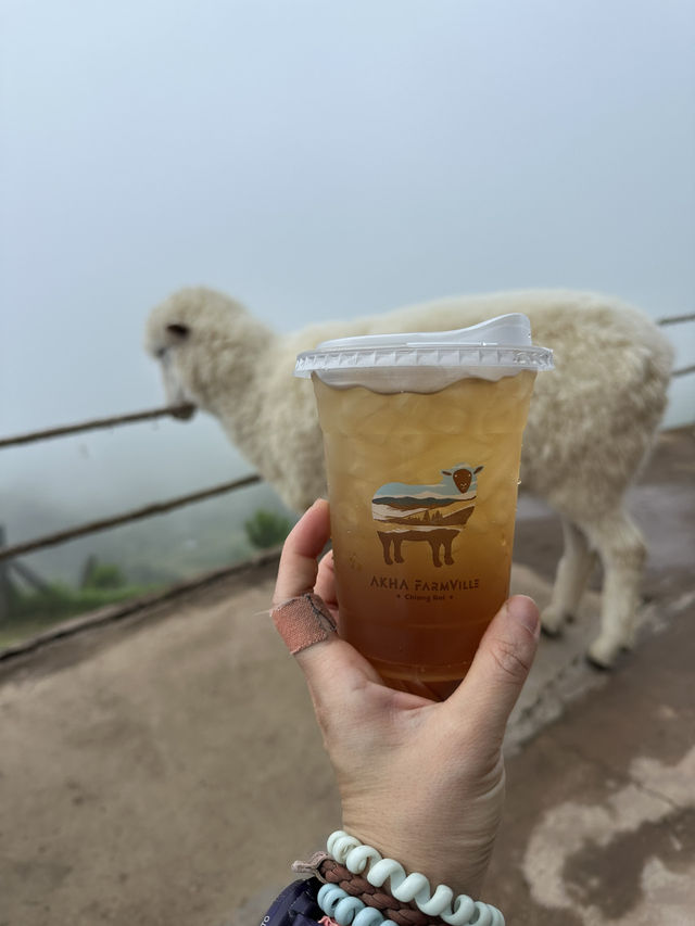 Aka Farm Ville – ดอยช้าง เชียงราย 🌿🐓✨