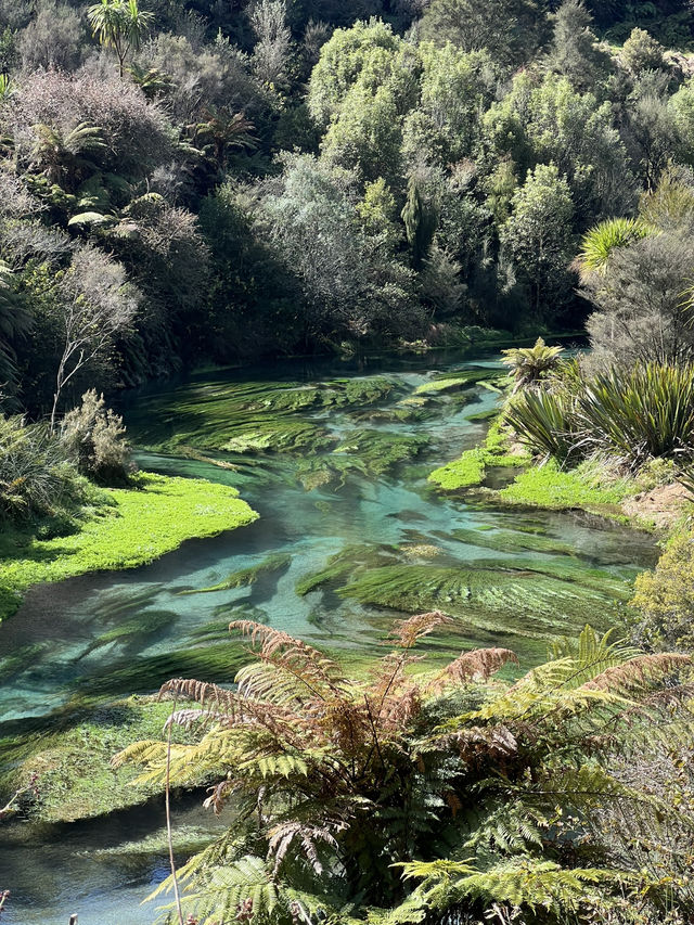 Putaruru Blue Spring (Te Waihou Walkway)