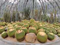 深圳仙湖植物園🌵多肉控必朝聖!沙漠奇境打卡超治癒