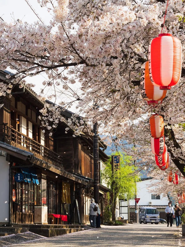  Mesmerized by the Blooming Cherry Blossoms in Kanra Town, Gunma 😍