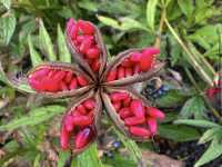 Arctic–Alpine Botanic Garden