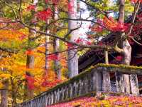 紅葉の定番🍁日本の有名観光スポット