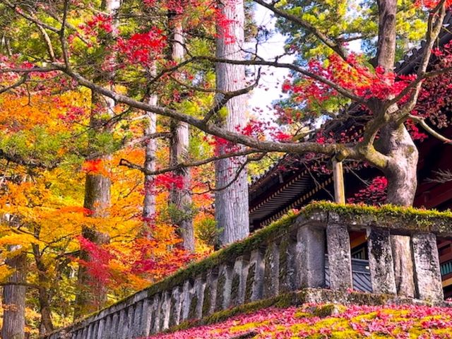 紅葉の定番🍁日本の有名観光スポット