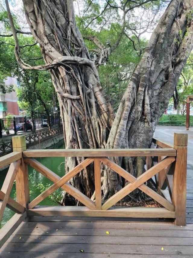 “Whispers of Water — The Charming Canals of Fuzhou”