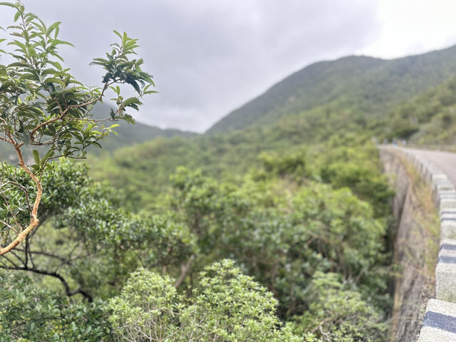 🏞️ 太古後花園： 柏架山道自然徑的綠色旅程