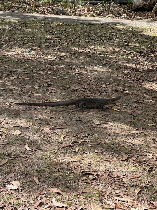 【オーストラリア・ダーウィン】滝と森が織りなす癒しの大自然「リッチフィールド国立公園」🌴💧🌈
