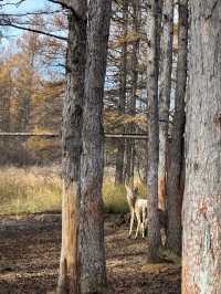 秋日森林秘境遇見野鹿🦌