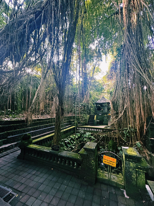 Mystical Paths of Ubud Monkey Forest 🌿🐒
