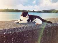 嘿!放假要去哪-沖繩雙島遊(賴長島+奧武島)琉球的牛燒肉