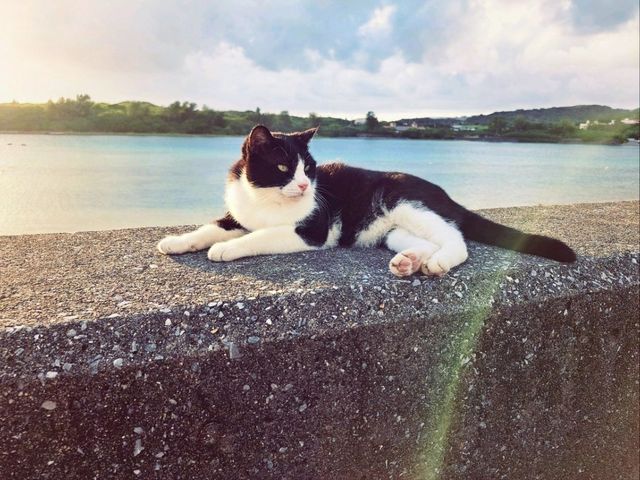 嘿!放假要去哪-沖繩雙島遊(賴長島+奧武島)琉球的牛燒肉 嘿!放假要去哪-沖繩雙島遊(賴長島+奧武島)琉球的牛燒肉