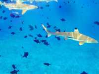 Bora Bora Explorer - Amazing & unforgettable tour