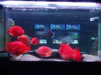 農業科技園區觀賞水族展示廳