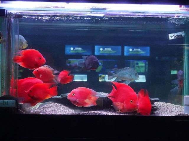 農業科技園區觀賞水族展示廳 農業科技園區觀賞水族展示廳