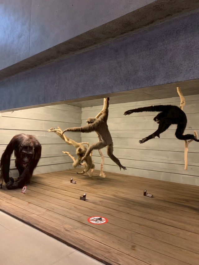 Shanghai Natural Museum 🐒🫎🦕🦖🦑🐋