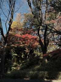 Tokyo’s Ueno Park: Autumn Feels & Family Vibes 🍁✨