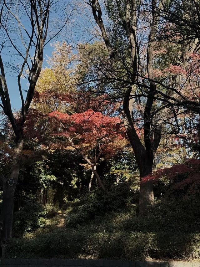 Tokyo’s Ueno Park: Autumn Feels & Family Vibes 🍁✨ Tokyo’s Ueno Park: Autumn Feels & Family Vibes 🍁✨