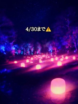 茨城県│4/30まで⚠️急いで！幻想すぎる夜のチームラボ×浜焼きプラン✨