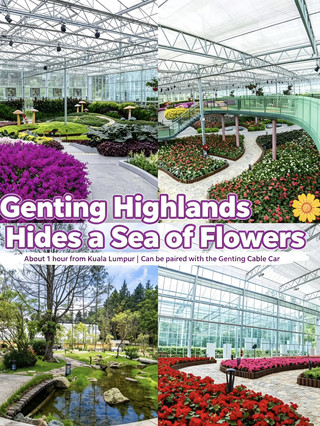 🌸 A sea of flowers awaits halfway up Genting Highlands! About 1 hour from Kuala Lumpur