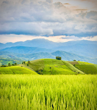 Serbia Stara Planina Midžor Peak Mossy Balkan Pine Foresteasytravelpost #MidzorPeak #StaraPlanina #