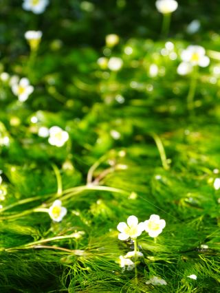 The "fairy of clear streams" that only blooms in clean water: *Baikamo* (water crowfoot)