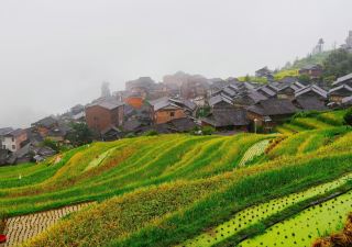 Morning Mist Over Jiabang — Where Rice Terraces Disappear Into the Clouds 🌫️🌾