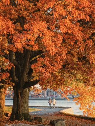 Vancouver's colorful autumn vibes?Stanley Park is the place to be😍
