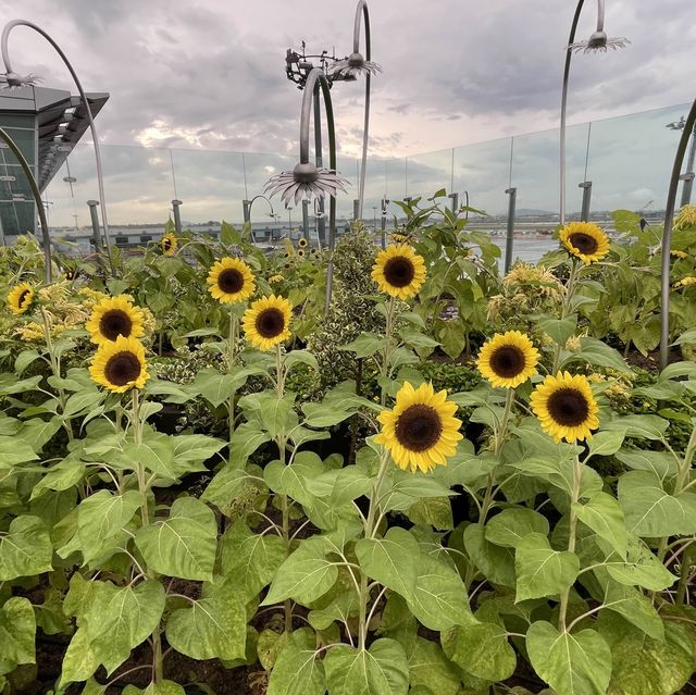 Sunflower Garden @ Changi Airport T2 transit