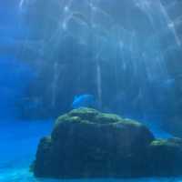  🐋 WHAT AN AMAZING AQUARIUM 🌊