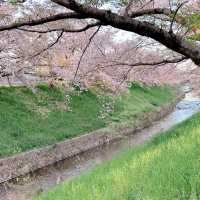 奈良賞櫻秘景——佐保川
