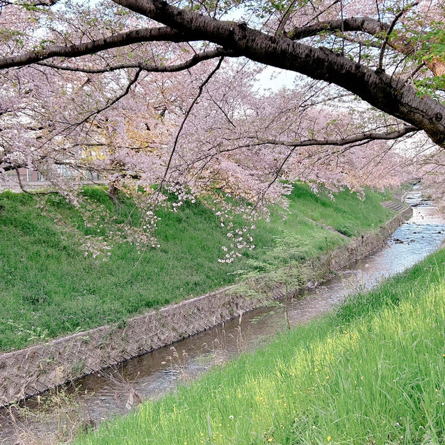 奈良賞櫻秘景——佐保川