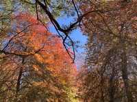 Adelaide 紅葉🍁秘景