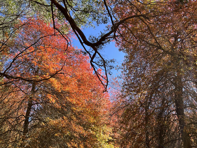 Adelaide 紅葉🍁秘景