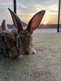 兔奴必遊🐰大久野島探兔仔賞日落🌄