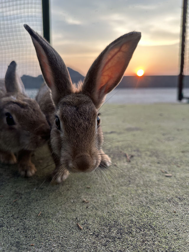 兔奴必遊🐰大久野島探兔仔賞日落🌄