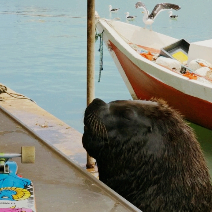 Sea Lions in Punta del Este — The Most Chaotic & Charming Show in Town